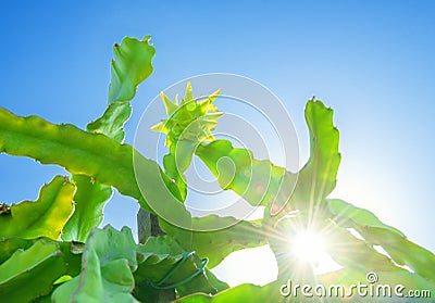 Dragon fruit cactus tree with green fruit on top. Bright blue sky, lens flare Stock Photo