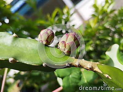 Dragon fruit candidate Stock Photo