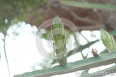 Dragon fruit flower initial stage, fruit flower before blooming Stock Photo