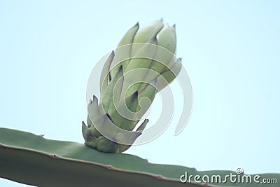Dragon fruit flower initial stage, fruit flower before blooming Stock Photo