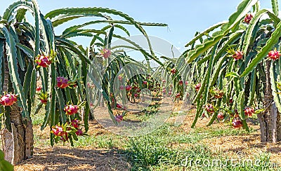 Dragon fruit garden harvest Stock Photo