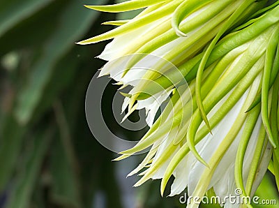 Dragon fruit (Hylocereus spp) flower Stock Photo