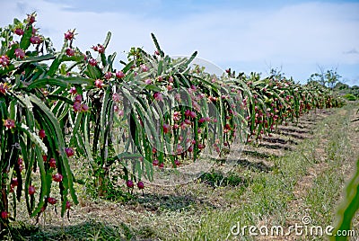 Dragon fruit, hylocereus in Thailand Stock Photo