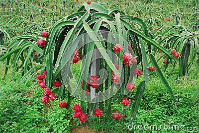 Group of red dragon fruits on tree in a plantation. Stock Photo