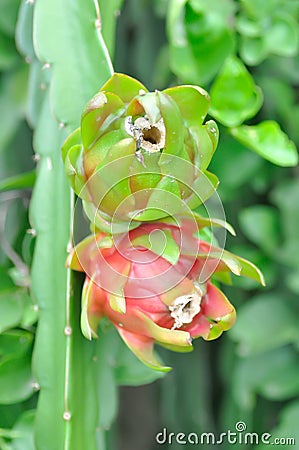 Dragon fruit or pitaya Stock Photo