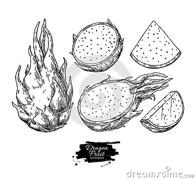 Dragon fruit vector drawing. Hand drawn tropical food illustration. Engraved summer dragonfruit Vector Illustration