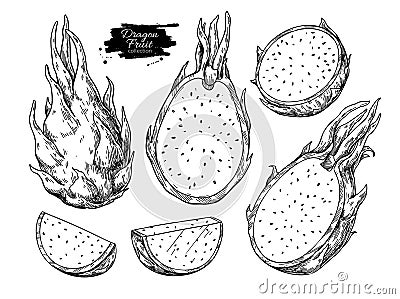 Dragon fruit vector drawing set. Hand drawn tropical food illustration. Engraved summer dragonfruit Vector Illustration