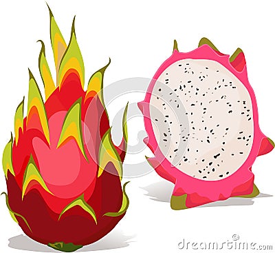 Dragon fruit - vector illustration Vector Illustration