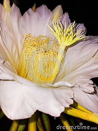 Dragon Fruit& x27;s Flower in Night Stock Photo