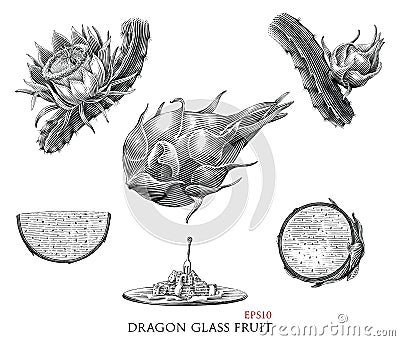 Dragon glass fruit hand drawing vintage style black and white clip art Vector Illustration