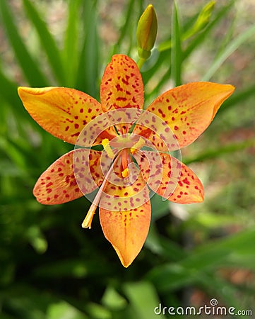 Dragon Lily Royalty-Free Stock Photo | CartoonDealer.com #59302623