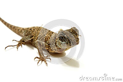 Dragon Lizard Stock Photo