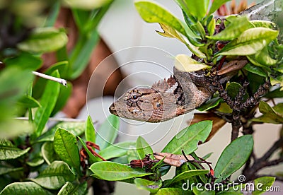 Dragon lizards, Old Wolrd lizards Agamidae A brown body hiding in the forest Stock Photo