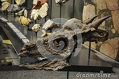 Dragon skull Editorial Stock Photo