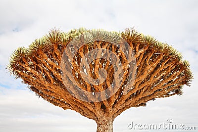 Dragon tree - Dracaena cinnabari Stock Photo