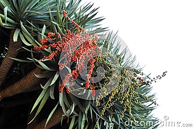 Dragon tree, Dracaena draco - Madeira Stock Photo