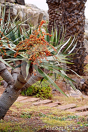 Dragon tree with its semen Stock Photo