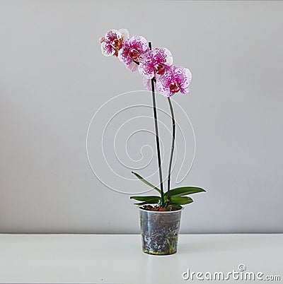 Dragon Tree Maple or Acker`s Sweety Dragon phalaenopsis pink with pattern from private collection home grown beautiful blooming Stock Photo