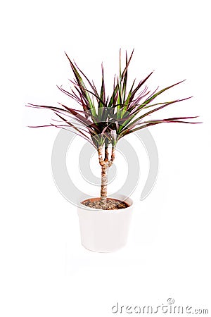 Dragon tree planted Stock Photo