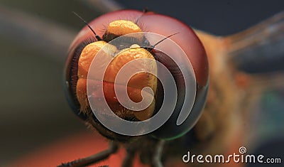 Dragonfly colorful close up waterdroplets Stock Photo