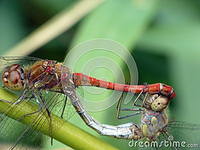 Dragonflies Stock Photo