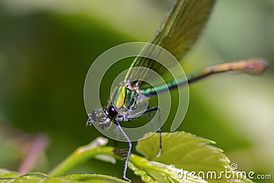 The dragonflies have a very voluminous head, the eyes made up of about 50,000 ommatidia and relatively short antennae; the two pai Stock Photo