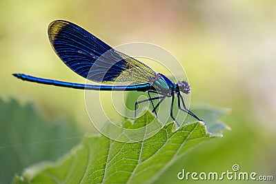 The dragonflies have a very voluminous head, the eyes made up of about 50,000 ommatidia and relatively short antennae; the two pai Stock Photo