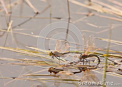 Dragonflies mating Stock Photo