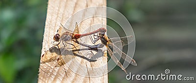 Dragonflies Mating Stock Photo