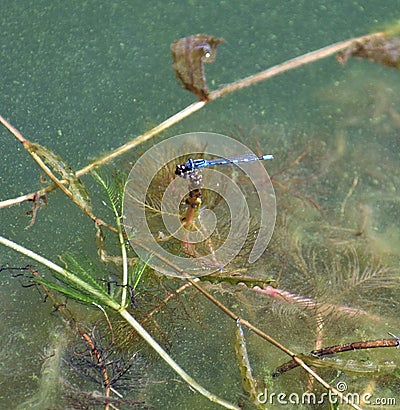 Dragonflies over a pond. Blue Stock Photo