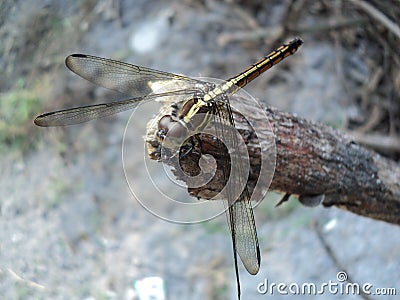 Dragonflies perched on wooden Stock Photo