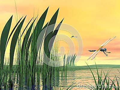 Dragonflies upon pond Stock Photo