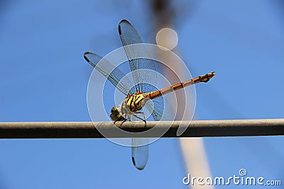 Dragonflies on summer day Stock Photo