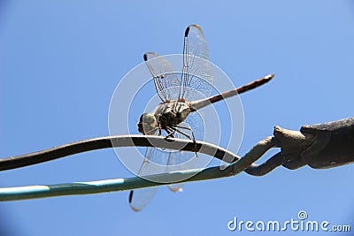 Dragonflies on summer day Stock Photo