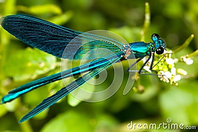 Dragonfly Stock Photo