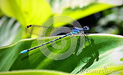 Dragonfly Stock Photo