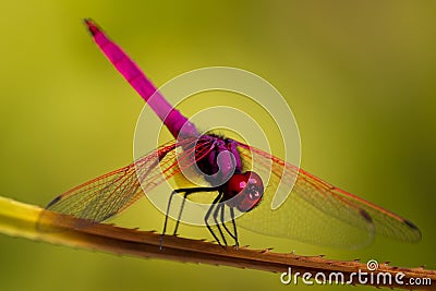 Dragonfly Stock Photo