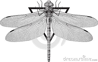 Dragonfly Vector Illustration