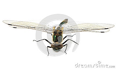 Dragonfly Stock Photo