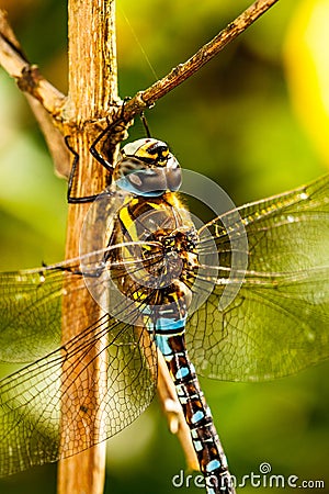 Dragonfly Stock Photo