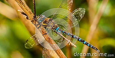 Dragonfly Stock Photo