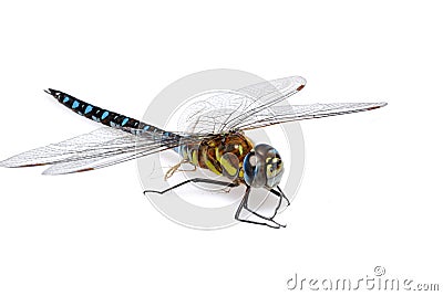 Dragonfly Stock Photo