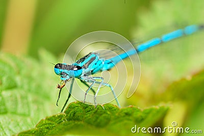 Dragonfly Stock Photo