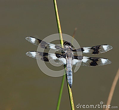 Dragonfly Stock Photo