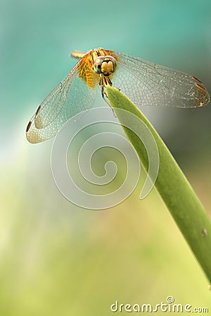 Dragonfly Stock Photo