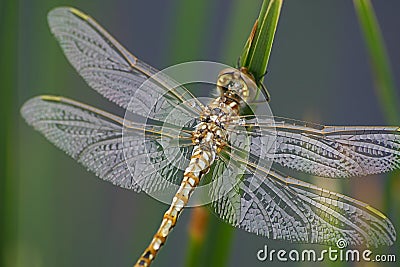 Dragonfly Stock Photo