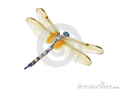 Dragonfly Stock Photo