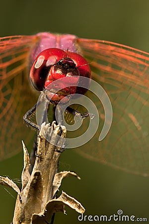 Dragonfly Stock Photo