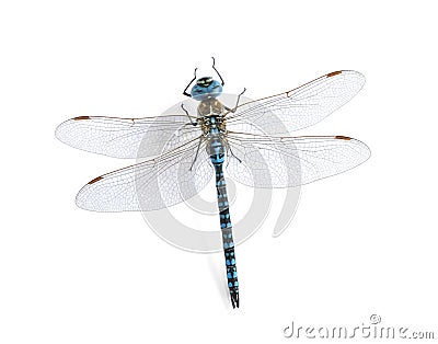 Dragonfly Aeshna affinis (male) Stock Photo