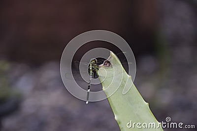 Dragonfly on aloe vera Stock Photo